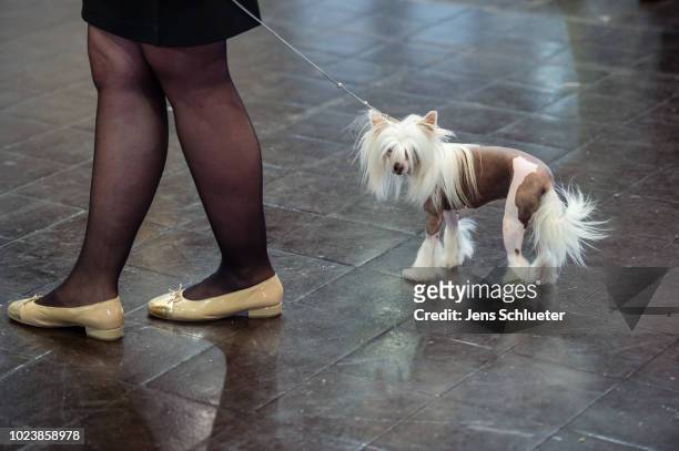 An owner and her dog of the breed 'Chinese Crested Dog' before a competition at the 2018 Dog and Cat pets trade fair at Leipziger Messe trade fair...