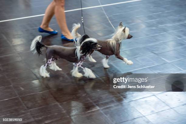 An owner and her two dogs of the breed 'Chinese Crested Dog' before a competition at the 2018 Dog and Cat pets trade fair at Leipziger Messe trade...