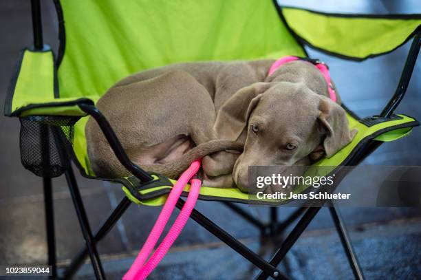 Dog of the breed 'Weimaraner' before a competition at the 2018 Dog and Cat pets trade fair at Leipziger Messe trade fair halls on August 26, 2018 in...