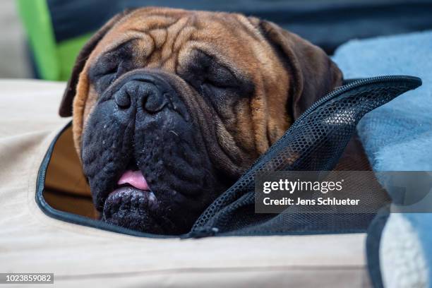 Dog of the breed 'Bullmastiff' before a competition at the 2018 Dog and Cat pets trade fair at Leipziger Messe trade fair halls on August 26, 2018 in...