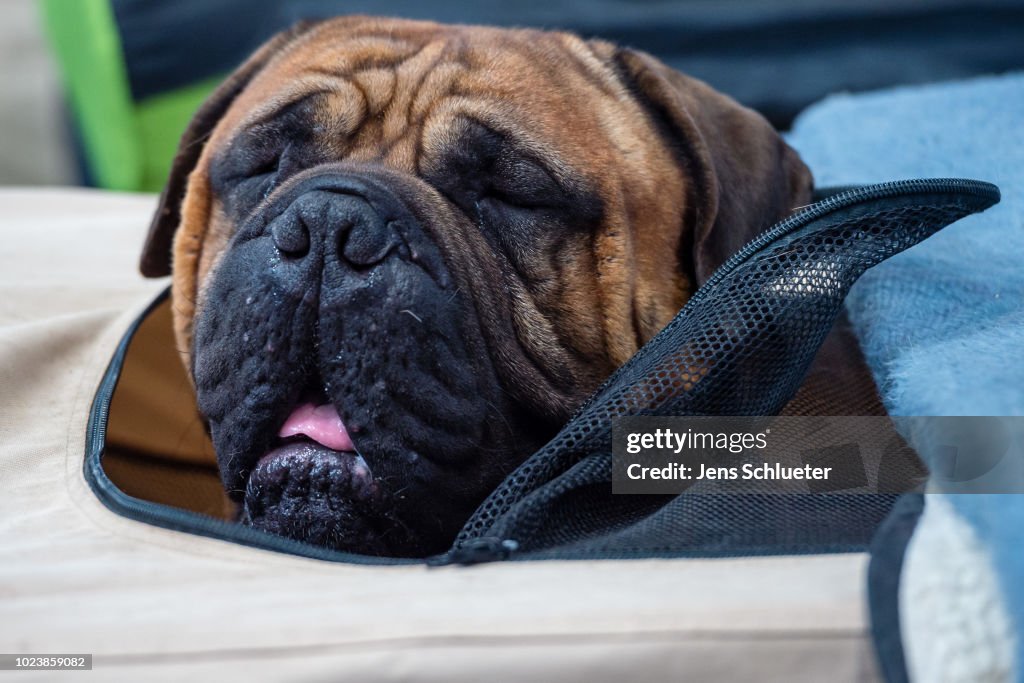 Leipzig Holds "Dog And Cat 2018" Pets Trade Fair