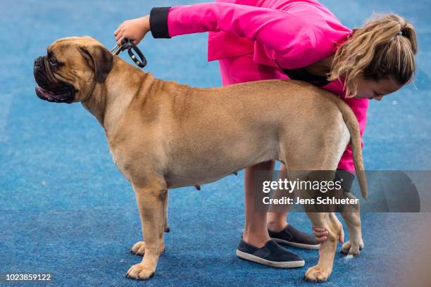 An owner and her dog of the breed 'Bullmastiff' during a competition at the 2018 Dog and Cat pets trade fair at Leipziger Messe trade fair halls on...