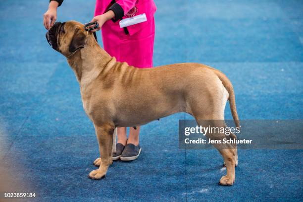 An owner and her dog of the breed 'Bullmastiff' during a competition at the 2018 Dog and Cat pets trade fair at Leipziger Messe trade fair halls on...