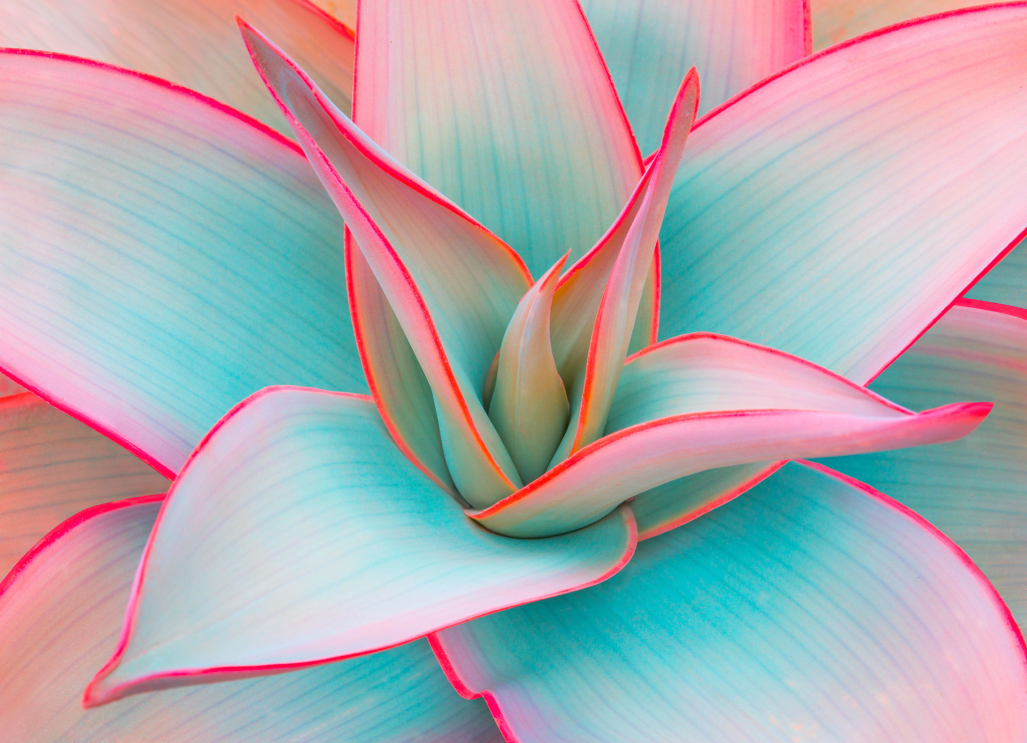 flower design