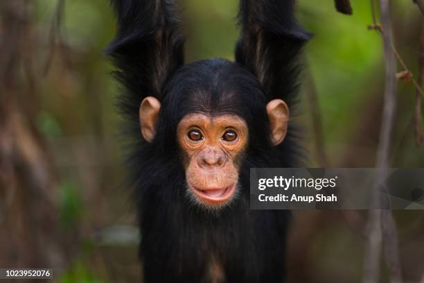 eastern chimpanzee infant male 'duke' aged 2 years playing - wilde tiere stock-fotos und bilder