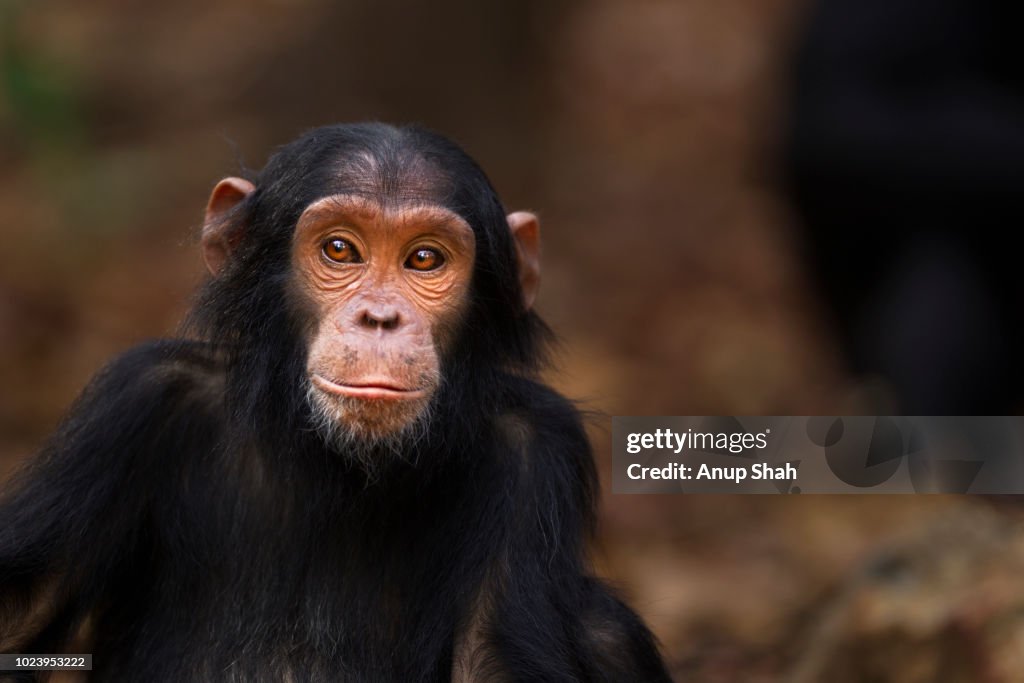 Eastern chimpanzee juvenile female 'Fadhila' aged 5 years portrait