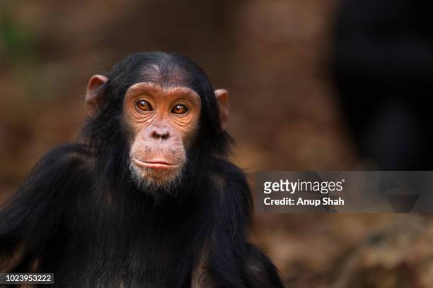 eastern chimpanzee juvenile female 'fadhila' aged 5 years portrait - primate stock pictures, royalty-free photos & images