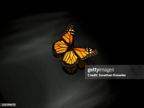 orange butterfly - orange butterfly stock pictures, royalty-free photos & images