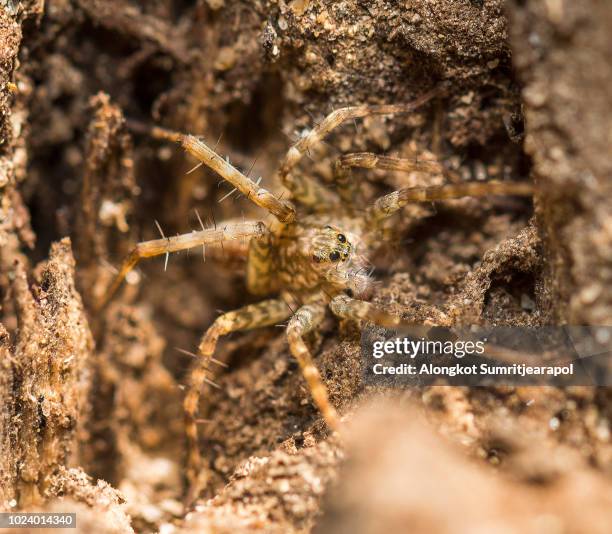 Secret Spider 2,763 Secret Gardens Stock Photos, High-Res Pictures, and Images ...