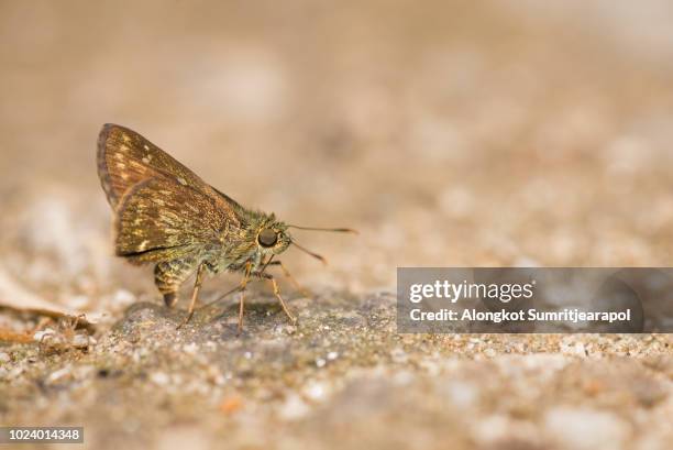 close up macro of brown moth on ground on sunny day. - hawk moth bildbanksfoton och bilder