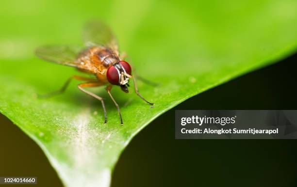 single fruit fly (drosophila melanogaster) on green leaf. - drosophila stock-fotos und bilder