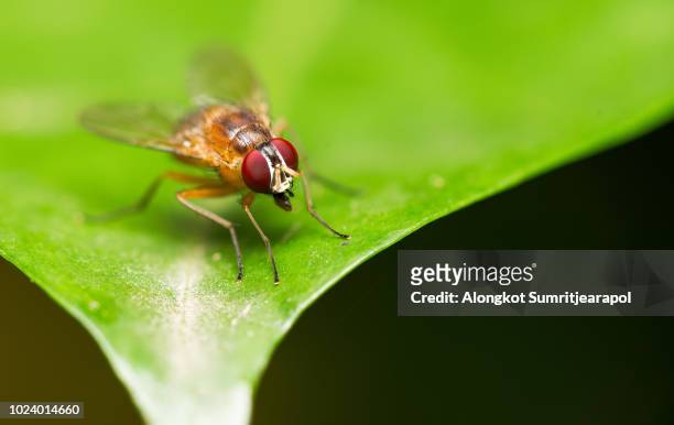 single fruit fly (drosophila melanogaster) on green leaf. - fruit flies stock pictures, royalty-free photos & images