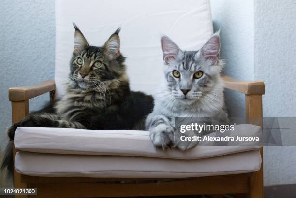 maine coon cat - grey maine coon stock pictures, royalty-free photos & images