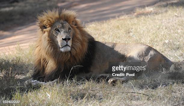 Lion is seen at the Lion Park on June 25, 2010 in Lanseria, South Africa. Players of the German national football team visit the park while waiting...