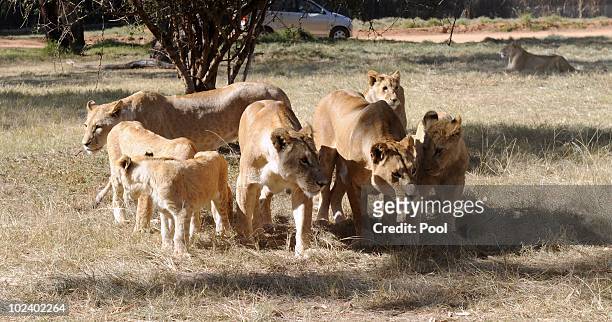 Lions are seen at the Lion Park on June 25, 2010 in Lanseria, South Africa. Players of the German national football team visit the park while waiting...