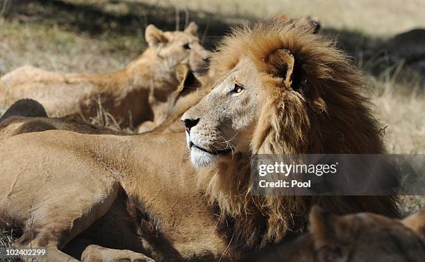 Lions are seen at the Lion Park on June 25, 2010 in Lanseria, South Africa. Players of the German national football team visit the park while waiting...