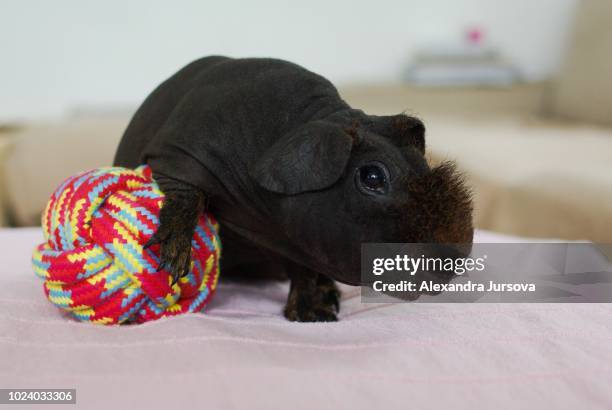 skinny guinea pig - sans poils photos et images de collection