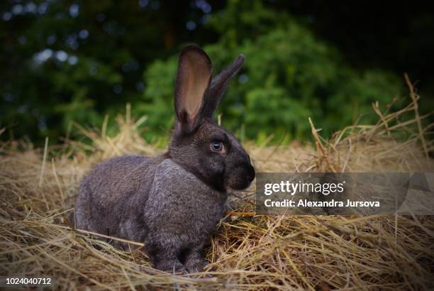 European Rabbit Stick Rabbit Stick Photos and Premium High Res Pictures - Getty Images