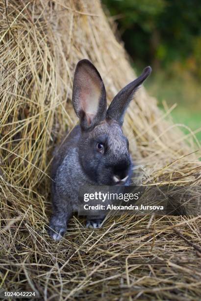 Istook Rabbit Rabbit Stick Photos and Premium High Res Pictures - Getty Images