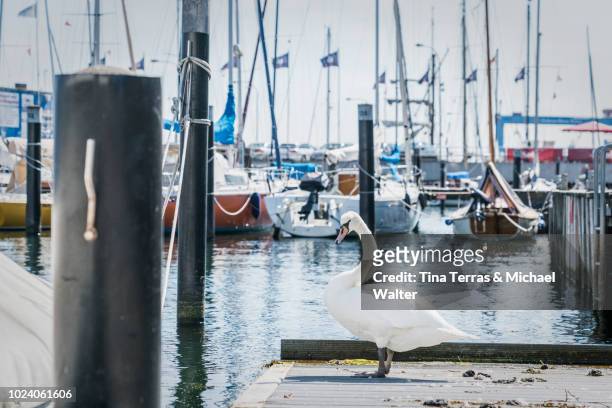 a swan stands on a boat dock in the marina of kiel. - kiel stock pictures, royalty-free photos & images