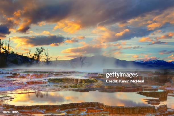 yellowstone national park-mammoth hot springs - yellowstone national park stock pictures, royalty-free photos & images