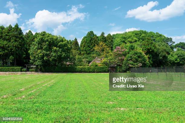 grassland - grass area stock pictures, royalty-free photos & images