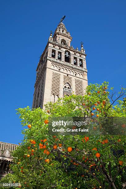 seville cathedral tower with orange tree. - seville food stock pictures, royalty-free photos & images