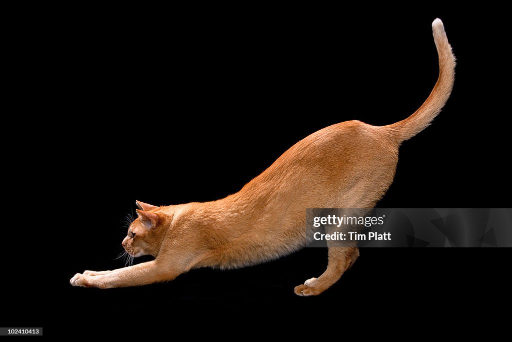 Asian cat stretching.