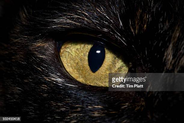 close up of cat's eye. - cat eye stock pictures, royalty-free photos & images