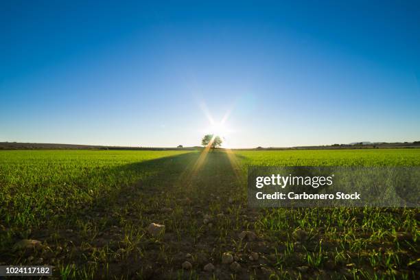 paisaje de siembra - low angle view of wheat growing on field against sky fotografías e imágenes de stock