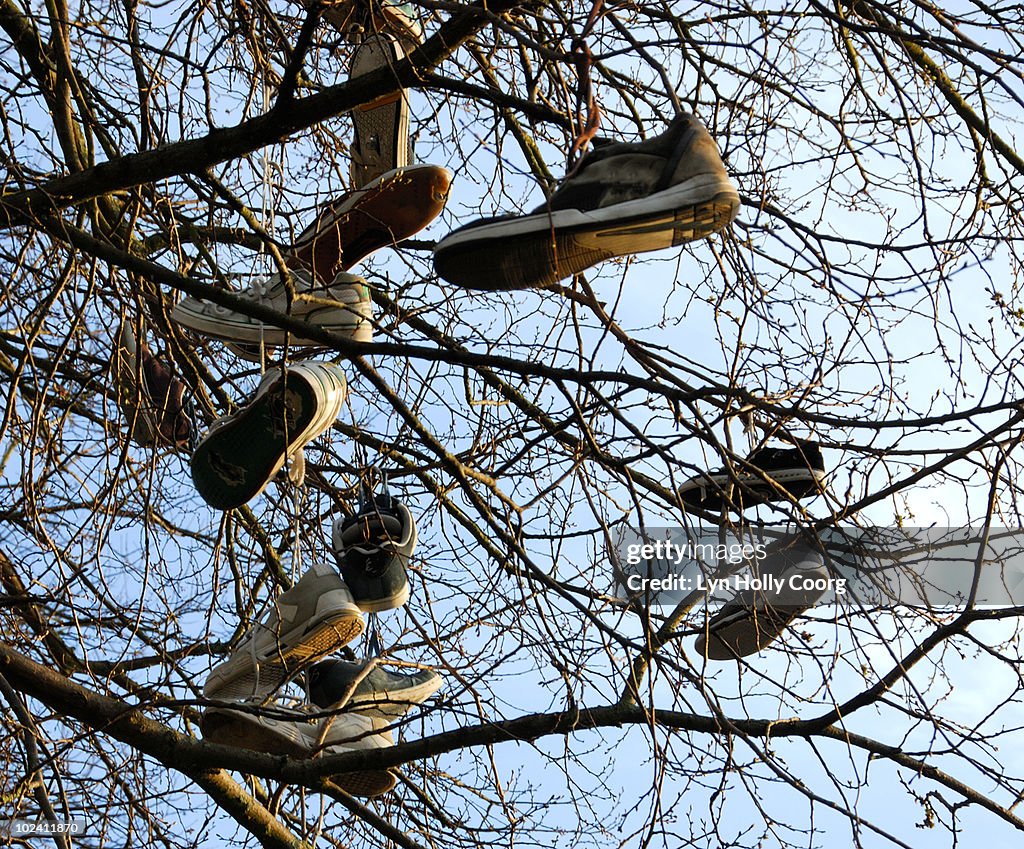 Shoes hanging in tree