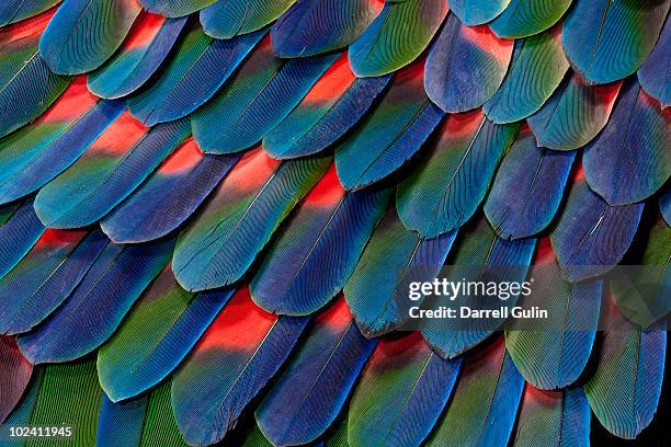 blue-headed pionus tail feather design - federn stock-fotos und bilder