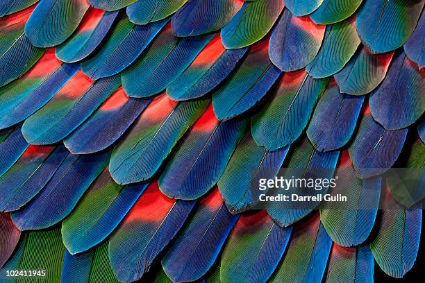 blue-headed pionus tail feather design - animal markings photos et images de collection