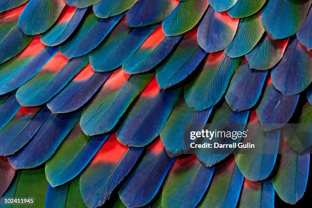 blue-headed pionus tail feather design - veren stockfoto's en -beelden