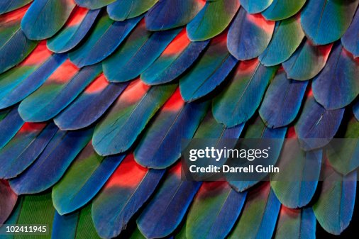 Blue-headed Pionus Tail Feather Design