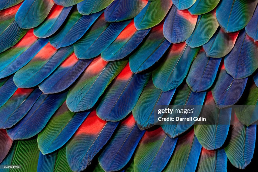 Blue-headed Pionus Tail Feather Design