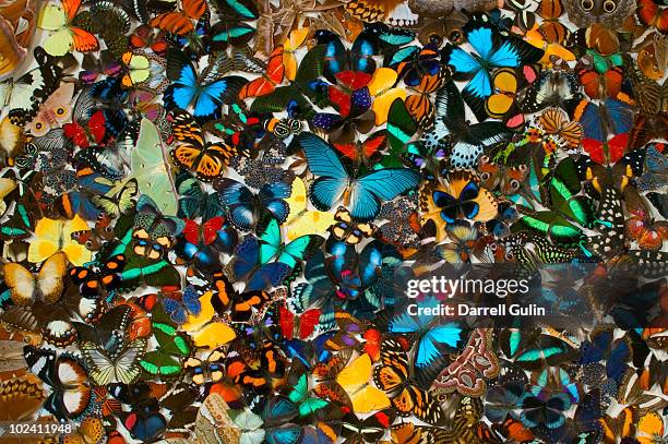 tropical butterfly pattern and design - butterfly print stock pictures, royalty-free photos & images