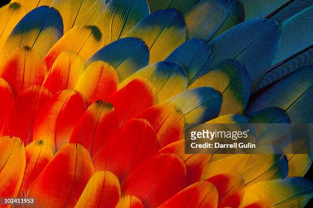 scarlet macaw wing feathers - guacamayo fotografías e imágenes de stock