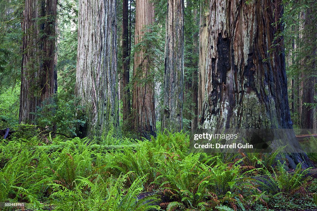 Redwoods and ferns Stout Grove,