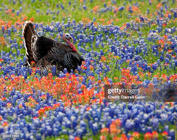 male wild turkey in field of blue bonnets - turkey bird stock pictures, royalty-free photos & images