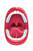 Human oral cavity and open mouth anatomy structure model. Infographic design for educational poster. Flat isolated vector