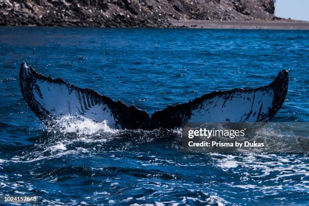 Humpback whale tail, Baja, Mexico.