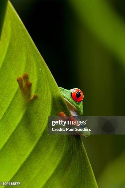 red-eyed tree frog, costa rica - frosch stock-fotos und bilder