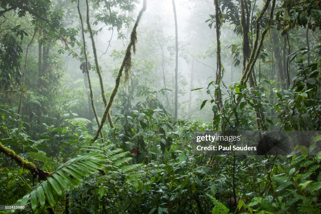 Rainforest, Costa Rica