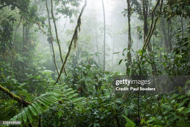 rainforest, costa rica - liaan stockfoto's en -beelden