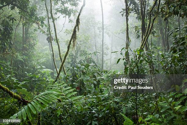 rainforest, costa rica - overgrown stock pictures, royalty-free photos & images