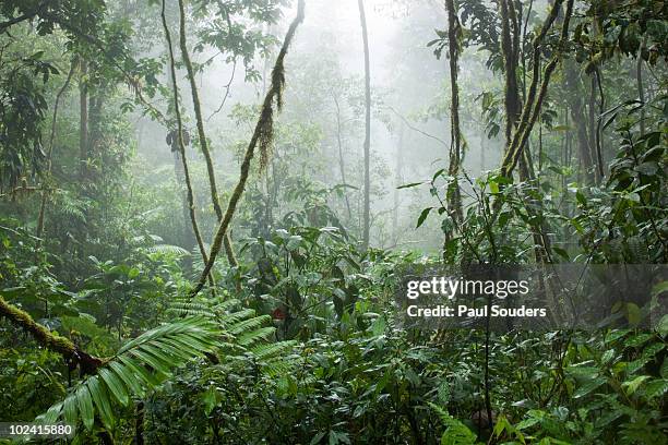 rainforest, costa rica - djungel bildbanksfoton och bilder