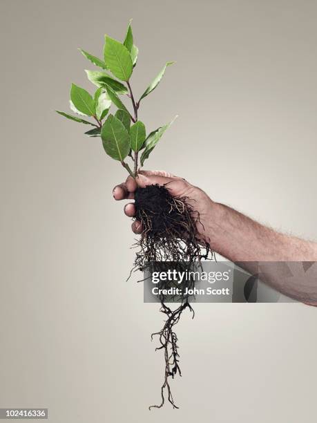 Hug A Root 2,648 John Root Stock Photos, High-Res Pictures, and Images - Getty Images
