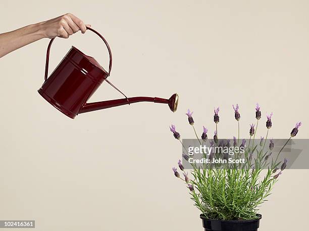 woman watering lavendar plant with watering can - white pot plant stock pictures, royalty-free photos & images