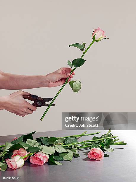 woman cutting rose stems - rose cut stock pictures, royalty-free photos & images